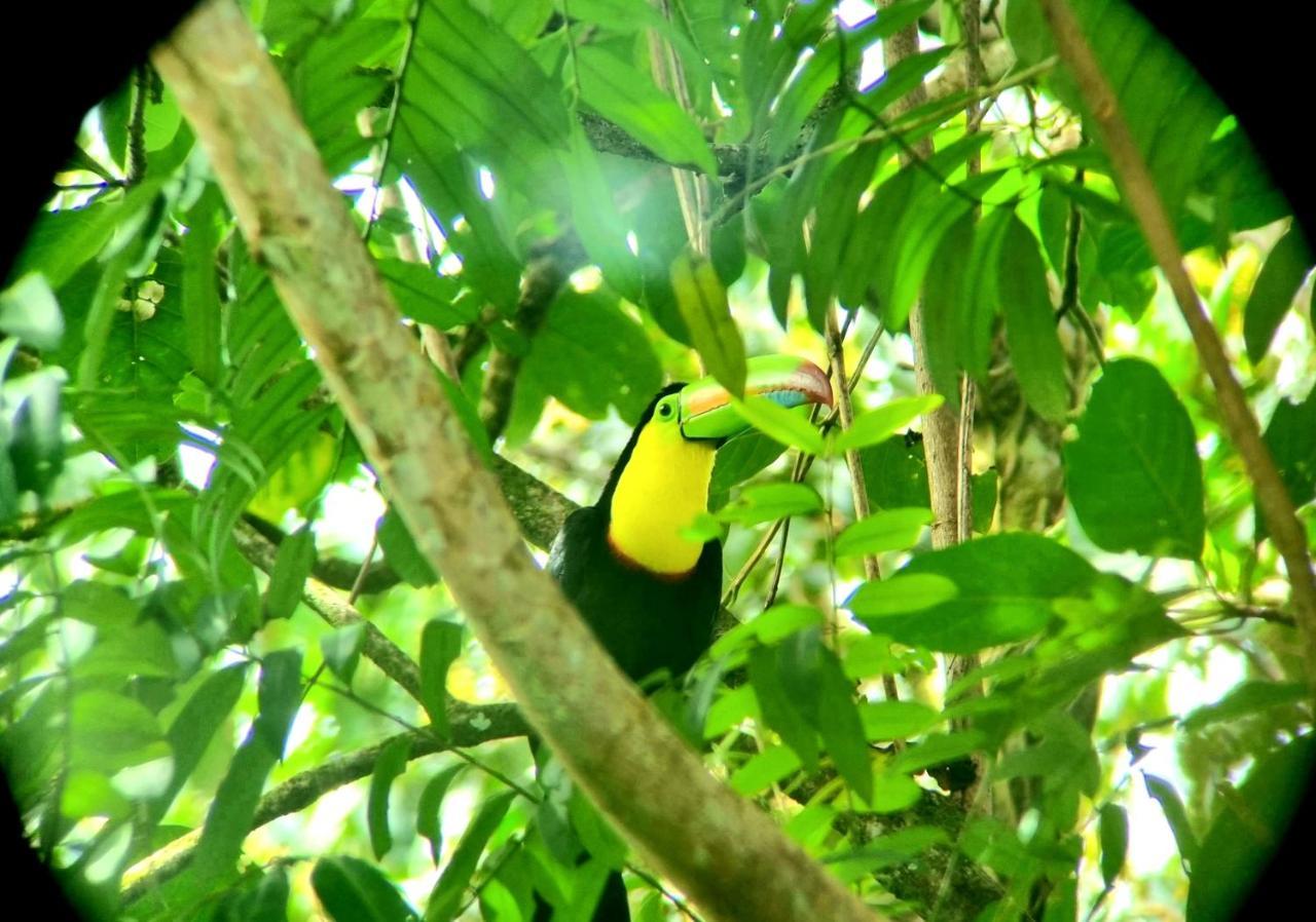 Wildlife Art Tortuguero Hotel Exterior photo